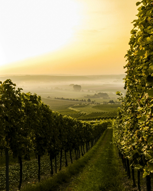 Cantine e collaborazioni